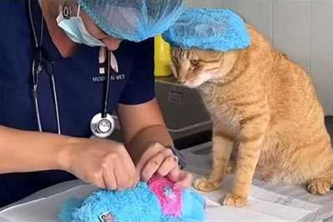 Cat Become The Best Employee Of The Year 😂 Funny Cats Videos 2025
