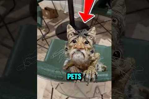 🐊 Top 5 Weirdest Pets That People Actually Own!