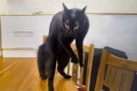 The Funniest Black Cat Behavior of 2025 😹 Funny Cats Videos