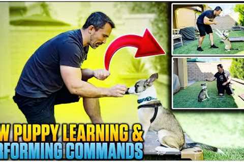 Puppy Training Made Easy: Fun and Effective Techniques