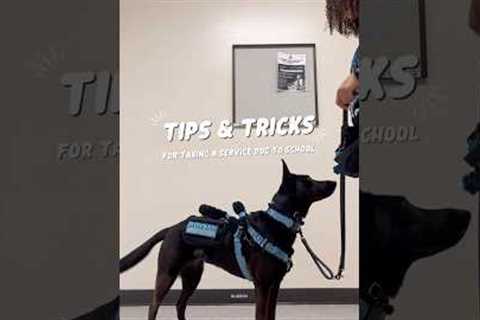 Service Dog at School - Tips &amp; Tricks #servicedog #assistancedog #school #college #university..