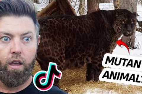 Wildlife Expert Reacts To Viral Animal TikToks