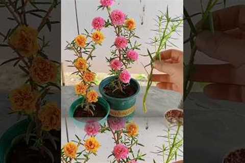 Beautiful gardening ideas at home, #flowers #gardening #shorts