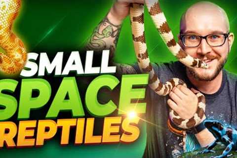 The 5 BEST Reptiles For Apartments, Dorms and Small or Shared Living Spaces | Part I
