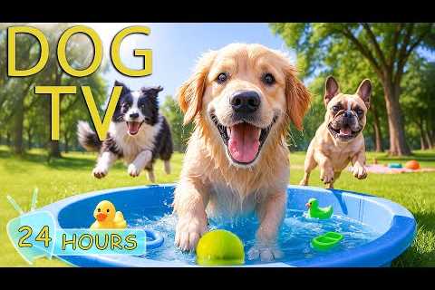 DOG TV for Dogs to Watch: Videos Soothe Anxiety & Keep Dogs Calm When Home Alone - Music for..
