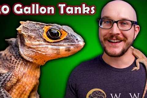 Top 5 Reptiles That Can Live in a 20 Gallon Enclosure FOREVER! | | Pt II