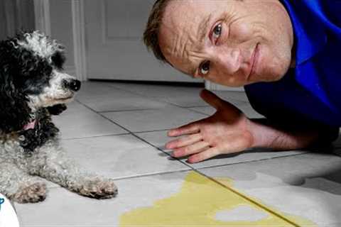 5 Puppy House Training Tips Every Puppy Owner NEEDS To Know