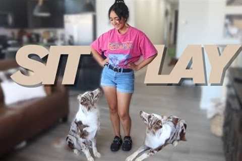 Teach your dog how to SIT and LAY DOWN | TRAINING TUESDAYS EP.1