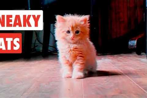 Sneaky Cats| Funny Cat Video Compilation 2020