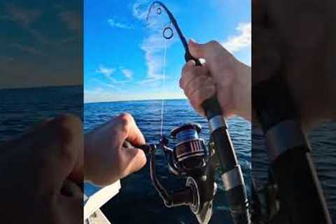 Bluefin Tuna Spin Gear Offshore Fishing