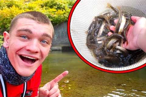 I Caught 500 MINNOWS IN 5 MINUTES!