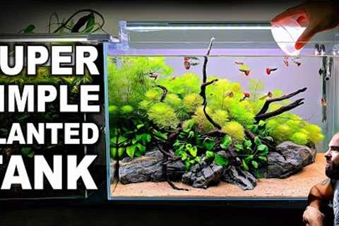 How To Make Your First Planted Tank (EASY STEP BY STEP AQUASCAPE TUTORIAL)