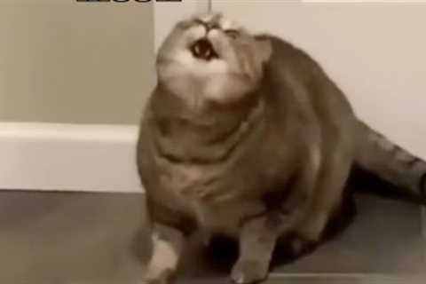 When the catnip hits pt. 2