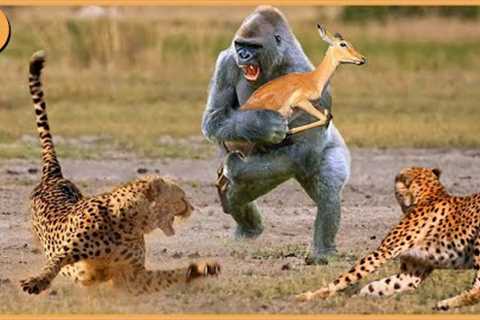15 Unbelievable Animals That Saved Other Animals