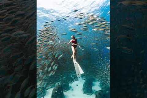 🌊 Discover Thailand's Underwater Wonders: Ultimate Scuba Diving Guide 🇹🇭 (Best Spots, Tips &amp; ..