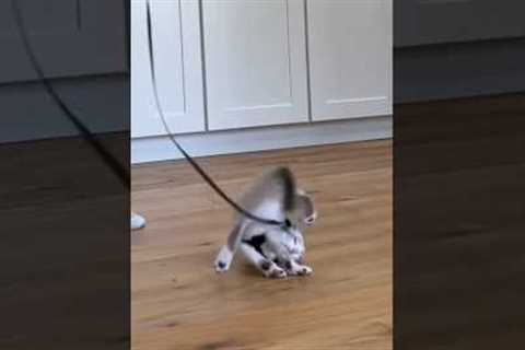 Gary’s first day of harness training 😂