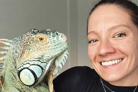 Helpless woman watches as adopted lizard grows to 5 feet in length