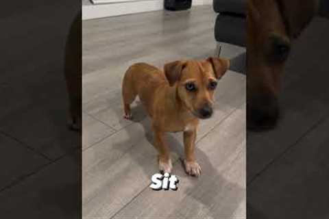 Basic dog obedience commands #dog