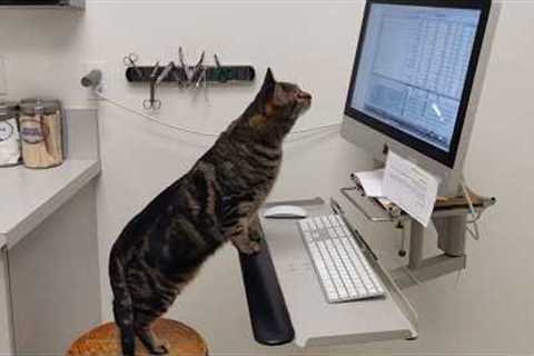 Cats' Super Brains Will SHOCK You! 😲 Funny Cat Videos 2025