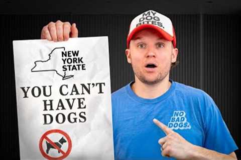 This Could Change Dog Training Forever
