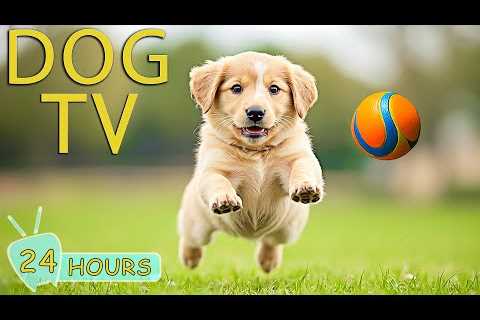DOG TV: Best Videos Relaxing & Anti-Anxiety for Dogs When Home Alone - Happy & Funny Muisc..