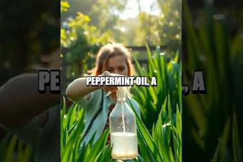 DIY Natural Insect Repellents for Sustainable Gardening