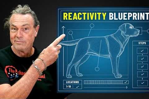 I Asked The Best Dog Trainer I Know How To Train a Reactive Dog - His Answer Blew My Mind.