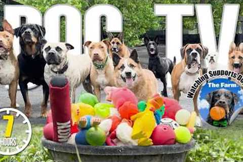 Videos for Dogs to Watch 🐶 Dog TV: Daycare Entertainment for Your Dog to Reduce Stress &..