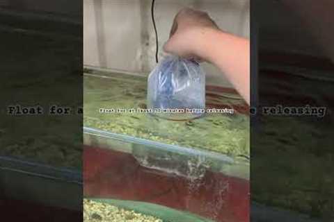 How to Acclimate your fish correctly #freshwatertank #fish #aquarium #careguide #goldfish #new