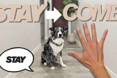 Teach your dog to STAY & COME | TRAINING TUESDAY EP.2