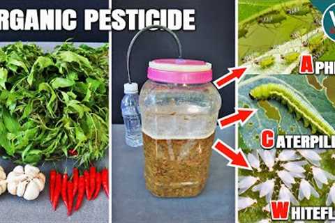 Organic Neem Pesticide Recipe – Kills Aphids, caterpillars & Whiteflies Fast