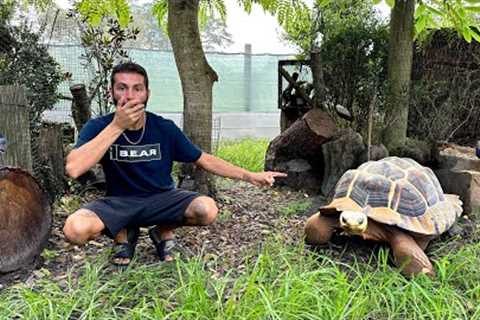 NEW Tortoises For Our MASSIVE AVIARY!
