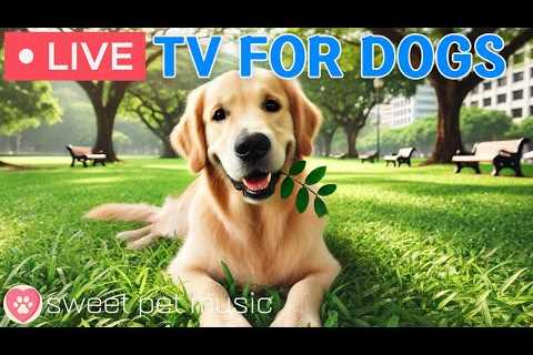 🔴24 Hours of Dog TV🎵🐶Soothing Music for Dog Sleep🐾🩷Calming Music for Dogs with Separation..