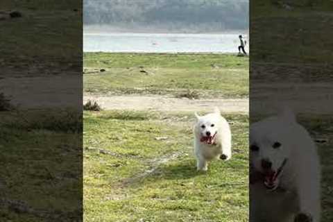 Funniest dog! Caught pooping 🐶 #cutedogs #pomeranian