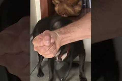 Simple Trick to Calm You Aggressive Dog in Minutes #dogwhisperer #shorts #dog #cesarmillan