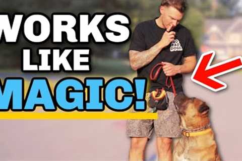 How to Train Your Dog During Your Walk! - 5 Simple Steps