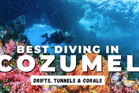 The Best Diving in Cozumel in 2025 - Diving Mexico's Drift Diving Capital