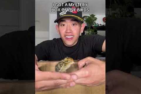 UNBOXING MYSTERY BOX OF BIRDS