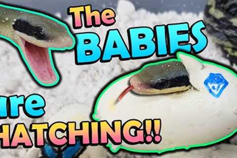 Baby *Blue Beauty* Snakes Hatching!! 