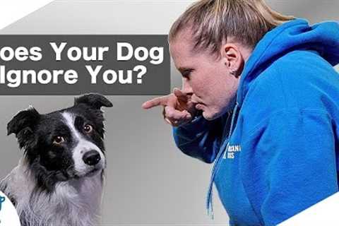Are You Accidentally Being A BAD Leader For Your Dog?