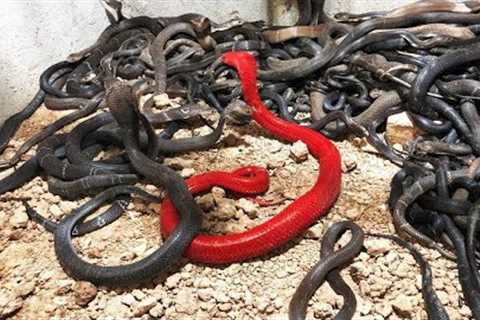 Rarest Snakes in the World