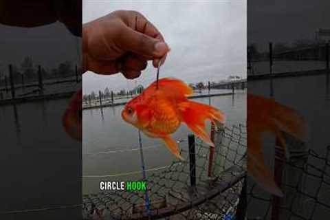 Goldfish As Live Bait Caught WHAT?