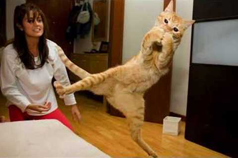 Cats Being Comedy Who Deserve an Oscar 😁Best Funny Cat Videos 2025