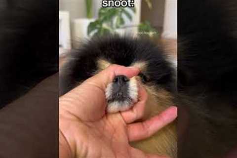 Cute tricks I taught my dog 🤗 #pomeranian #dog