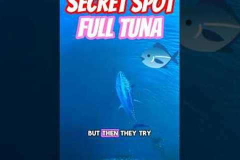 This Secret Spot Is Full of Tuna – Watch the Strike! 🐟🔥