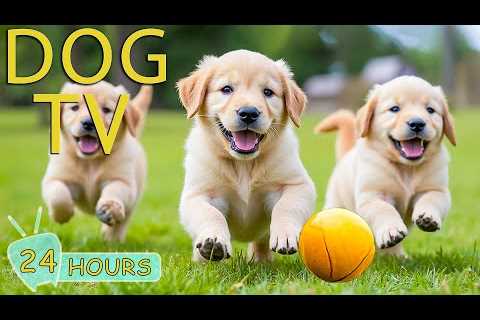 DOG TV: Video Keep Dogs Happy &amp; Fun All Day When Home Alone - Best Anti-Anxiety Music for Dogs