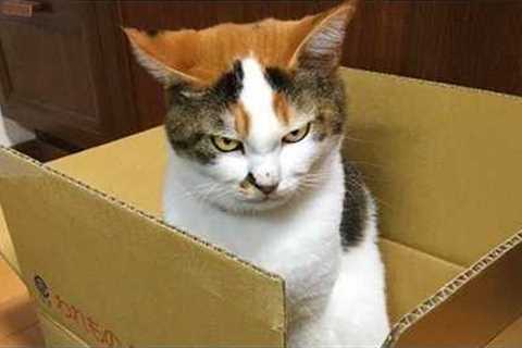 Silliest CAT on Earth 😂 Funny Cats Videos