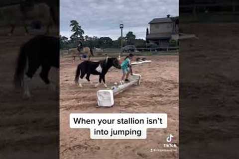 Funny horse fail video
