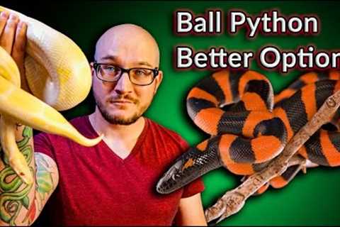 DO NOT Get A Ball Python! These Snakes Are Better | Top 5 SURPRISING Ball Python Alternatives