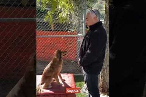 How to Teach a Dog its name! #dogtraining #dog #cesarmillan